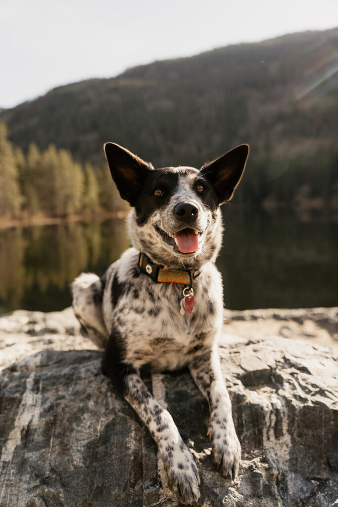 Colorado wedding photographer