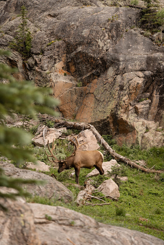 rocky mountain national park engagement photos